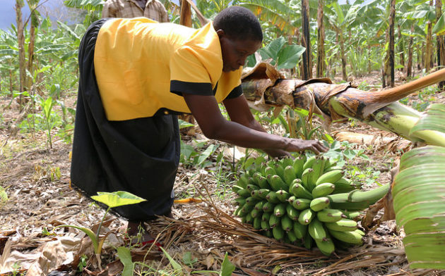 Adding value, reducing postharvest losses for cooking banana