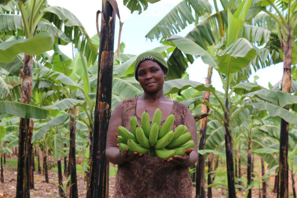 Going global: How one woman in Uganda is taking cooking banana to the ...