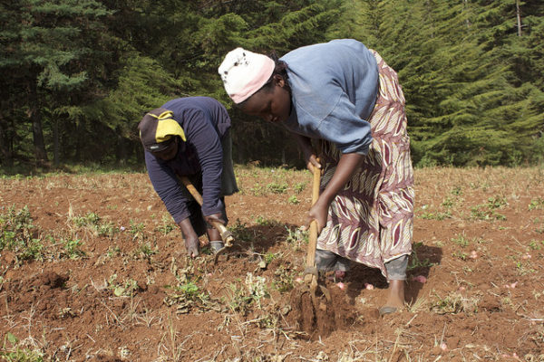 Improved crop varieties & quality seed boost yields & income for ...